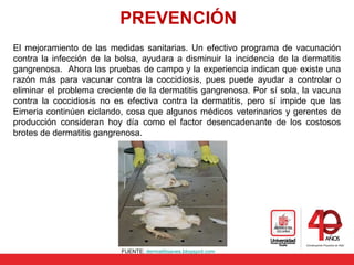 PREVENCIÓN
El mejoramiento de las medidas sanitarias. Un efectivo programa de vacunación
contra la infección de la bolsa, ayudara a disminuir la incidencia de la dermatitis
gangrenosa. Ahora las pruebas de campo y la experiencia indican que existe una
razón más para vacunar contra la coccidiosis, pues puede ayudar a controlar o
eliminar el problema creciente de la dermatitis gangrenosa. Por sí sola, la vacuna
contra la coccidiosis no es efectiva contra la dermatitis, pero sí impide que las
Eimeria continúen ciclando, cosa que algunos médicos veterinarios y gerentes de
producción consideran hoy día como el factor desencadenante de los costosos
brotes de dermatitis gangrenosa.
FUENTE: dermatitisaves.blogspot.com
 