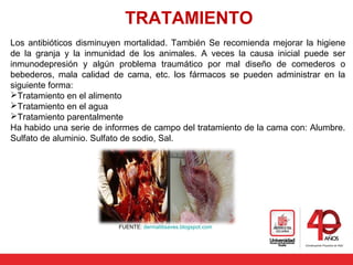 TRATAMIENTO
Los antibióticos disminuyen mortalidad. También Se recomienda mejorar la higiene
de la granja y la inmunidad de los animales. A veces la causa inicial puede ser
inmunodepresión y algún problema traumático por mal diseño de comederos o
bebederos, mala calidad de cama, etc. los fármacos se pueden administrar en la
siguiente forma:
Tratamiento en el alimento
Tratamiento en el agua
Tratamiento parentalmente
Ha habido una serie de informes de campo del tratamiento de la cama con: Alumbre.
Sulfato de aluminio. Sulfato de sodio, Sal.
FUENTE: dermatitisaves.blogspot.com
 