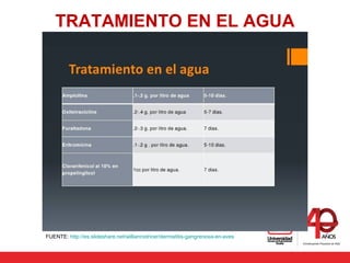 TRATAMIENTO EN EL AGUA
FUENTE: http://es.slideshare.net/willianrodricer/dermatitis-gangrenosa-en-aves
 