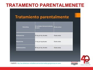 TRATAMENTO PARENTALMENETE
FUENTE: http://es.slideshare.net/willianrodricer/dermatitis-gangrenosa-en-aves
 