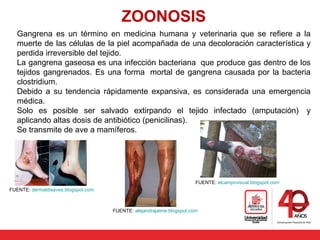 ZOONOSIS
Gangrena es un término en medicina humana y veterinaria que se refiere a la
muerte de las células de la piel acompañada de una decoloración característica y
perdida irreversible del tejido.
La gangrena gaseosa es una infección bacteriana que produce gas dentro de los
tejidos gangrenados. Es una forma mortal de gangrena causada por la bacteria
clostridium.
Debido a su tendencia rápidamente expansiva, es considerada una emergencia
médica.
Solo es posible ser salvado extirpando el tejido infectado (amputación) y
aplicando altas dosis de antibiótico (penicilinas).
Se transmite de ave a mamíferos.
FUENTE: dermatitisaves.blogspot.com
FUENTE: elcampovisual.blogspot.com
FUENTE: alejandrajaime.blogspot.com
 