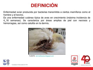 DEFINICIÓN
Enfermedad aviar producida por bacterias transmitida a ciertos mamíferos como el
hombre y el bovino.
Es una enfermedad cutánea típica de aves en crecimiento (máxima incidencia de
4_16 semanas). Se caracteriza por áreas amplias de piel con necrosis y
hemorragias, así como celulitis en la dermis.
FUENTE: dermatitisaves.blogspot.com
 