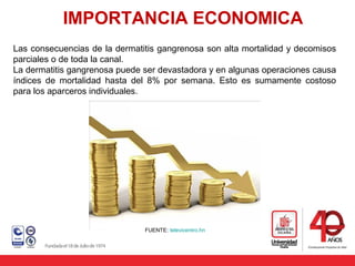 IMPORTANCIA ECONOMICA
Las consecuencias de la dermatitis gangrenosa son alta mortalidad y decomisos
parciales o de toda la canal.
La dermatitis gangrenosa puede ser devastadora y en algunas operaciones causa
índices de mortalidad hasta del 8% por semana. Esto es sumamente costoso
para los aparceros individuales.
FUENTE: televicentro.hn
 