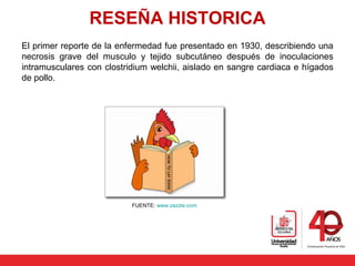 RESEÑA HISTORICA
El primer reporte de la enfermedad fue presentado en 1930, describiendo una
necrosis grave del musculo y tejido subcutáneo después de inoculaciones
intramusculares con clostridium welchii, aislado en sangre cardiaca e hígados
de pollo.
FUENTE: www.zazzle.com
 