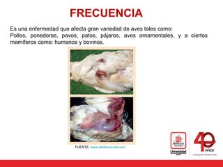 FRECUENCIA
Es una enfermedad que afecta gran variedad de aves tales como:
Pollos, ponedoras, pavos, patos, pájaros, aves ornamentales, y a ciertos
mamíferos como: humanos y bovinos.
FUENTE: www.elsitioavicola.com
 