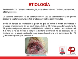 ETIOLOGÍA
Escherichia Coli, Clostridium Perfringes, Clostridium Sordelli, Clostridium Septicum,
Staphylococcus
La bacteria clostridium no se destruye con el uso de desinfectantes y se puede
destruir a una temperatura de 170 grados centímetros por 30 minutos.
Tiene un periodo de incubación a partir de que se forma el medio anaeróbico y
empieza el crecimiento de los clostridium, de 24 a 48 horas a una temperatura de
37 grados centígrados, con una morbilidad del 1 al 60% en pollos. La mortalidad del
1 al 40% si no se médica a tiempo la bacteria clostridium no se destruye; no se
destruye con el uso de desinfectantes y se puede destruir a una temperatura de 170
grados centígrados por 30 minutos.
FUENTE: alejandrajaime.blogspot.com
 