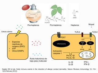 Kaplan DH et als. Early immune events in the induction of allergic contact dermatitis. Nature Reviews Immunology 12, 114-
124 (February 2012)
Pre-haptenos Pro-haptenos Haptenos
Célula cutánea
• Especies
reactivas de
oxígeno (ERO)
• ATP
• Otros DAMPs
Ácido hialurónico de
bajo peso molecular
P2X7
Inflamosoma
Activación
caspasa 1
Pro-IL-1β
Pro-IL-18
TLR-2 TLR-4
MYD
88
TRIF
NFKB
IL-1β
IL-18
IFN-ɑ
IFN- β
IRF3
IL-1β
IL-18
IFN-ɑ
IFN- β
Níquel
 