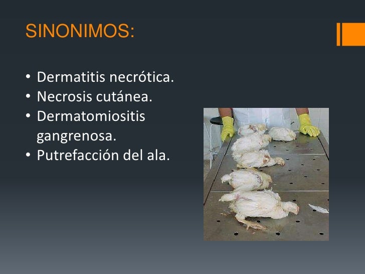 Ponerse bueno de atopicheskogo de la dermatitis