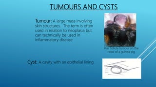 TUMOURS AND CYSTS
Tumour: A large mass involving
skin structures. The term is often
used in relation to neoplasia but
can technically be used in
inflammatory disease.
Cyst: A cavity with an epithelial lining.
Hair follicle tumour on the
head of a guinea pig
 