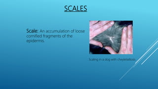 SCALES
Scale: An accumulation of loose
cornified fragments of the
epidermis.
Scaling in a dog with cheyletiellosis
 