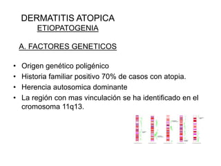 DERMATITIS ATOPICA
ETIOPATOGENIA
A. FACTORES GENETICOS
• Origen genético poligénico
• Historia familiar positivo 70% de casos con atopia.
• Herencia autosomica dominante
• La región con mas vinculación se ha identificado en el
cromosoma 11q13.
 