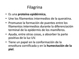 Filagrina
• Es una proteína epidérmica,
• Une los filamentos intermedios de la queratina.
• Promueve la formación de puentes entre los
filamentos intermedios durante la diferenciación
terminal de la epidermis de los mamíferos.
• Ayuda, entre otras cosas, a absorber la parte
positiva de la luz UV.
• Tiene un papel en la conformación de la
envoltura cornificada y en la humectación de la
piel.
 