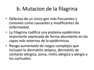 b. Mutacion de la filagrina
• Defectos de un único gen más frecuentes y
comunes como causantes y modificantes de
enfermedad.
• La Filagrina codifica una proteína epidérmica
importante expresada de forma abundante en las
capas más externas de la epidérmicas.
• Riesgo aumentado de rasgos complejos que
incluyen la dermatitis atópica, dermatitis de
contacto alérgica, asma, rinitis alérgica y alergia a
los cachuetes.
 