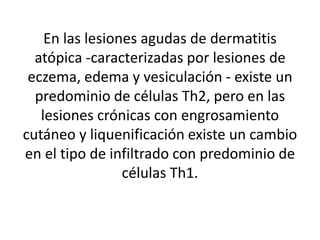 En las lesiones agudas de dermatitis
atópica -caracterizadas por lesiones de
eczema, edema y vesiculación - existe un
predominio de células Th2, pero en las
lesiones crónicas con engrosamiento
cutáneo y liquenificación existe un cambio
en el tipo de infiltrado con predominio de
células Th1.
 