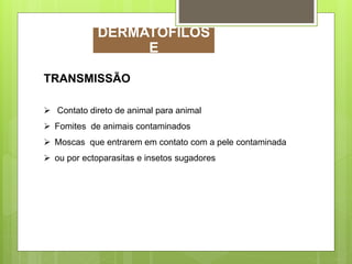 TRANSMISSÃO
 Contato direto de animal para animal
 Fomites de animais contaminados
 Moscas que entrarem em contato com a pele contaminada
 ou por ectoparasitas e insetos sugadores
DERMATOFILOS
E
 