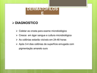 DIAGNOSTICO
 Coletar as crosta para exame microbiológico
 Cresce em ágar sangue e cultura microbiológica
 As colônias estarão visíveis em 24-48 horas
 Após 3-4 dias colônias de superfície enrugada com
pigmentação amarelo ouro
DERMATOFILOS
E
 