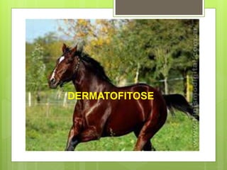 DERMATOFITOSE
 