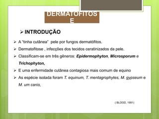 INTRODUÇÃO
 A “tinha cutânea” pele por fungos dermatófitos.
 Dermatofitose , infecções dos tecidos ceratinizados da pele.
 Classificam-se em três gêneros: Epidermophyton, Microsporum e
Trichophyton,
 E uma enfermidade cutânea contagiosa mais comum de equino
 As espécie isolada foram T. equinum, T. mentagrophytes, M. gypseum e
M. um canis,
( BLOOD, 1991)
DERMATOFITOS
E
 