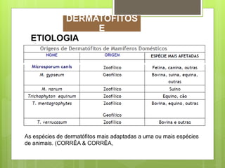As espécies de dermatófitos mais adaptadas a uma ou mais espécies
de animais. (CORRÊA & CORRÊA,
ETIOLOGIA
DERMATOFITOS
E
 