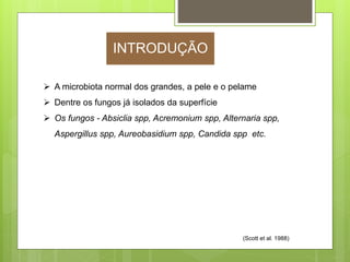  A microbiota normal dos grandes, a pele e o pelame
 Dentre os fungos já isolados da superfície
 Os fungos - Absiclia spp, Acremonium spp, Alternaria spp,
Aspergillus spp, Aureobasidium spp, Candida spp etc.
(Scott et al. 1988)
INTRODUÇÃO
 