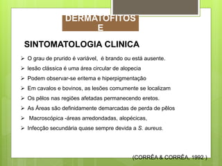 SINTOMATOLOGIA CLINICA
 O grau de prurido é variável, é brando ou está ausente.
 lesão clássica é uma área circular de alopecia
 Podem observar-se eritema e hiperpigmentação
 Em cavalos e bovinos, as lesões comumente se localizam
 Os pêlos nas regiões afetadas permanecendo eretos.
 As Áreas são definidamente demarcadas de perda de pêlos
 Macroscópica -áreas arredondadas, alopécicas,
 Infecção secundária quase sempre devida a S. aureus.
(CORRÊA & CORRÊA, 1992 )
DERMATOFITOS
E
 