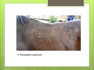 Trichophton equimum
 