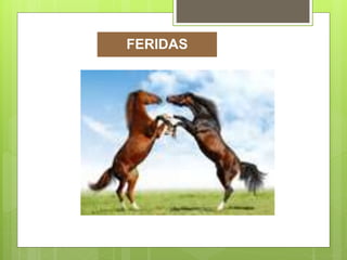 FERIDAS
 