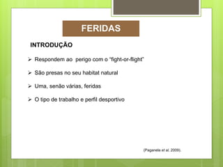 INTRODUÇÃO
 Respondem ao perigo com o “fight-or-flight”
 São presas no seu habitat natural
 Uma, senão várias, feridas
 O tipo de trabalho e perfil desportivo
(Paganela et al, 2009).
FERIDAS
 