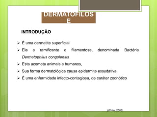 INTRODUÇÃO
 É uma dermatite superficial
 Ela e ramificante e filamentosa, denominada Bactéria
Dermatophilus congolensis
 Esta acomete animais e humanos,
 Sua forma dermatológica causa epidermite exsudativa
 É uma enfermidade infecto-contagiosa, de caráter zoonótico
(White, 2006).
DERMATOFILOS
E
 