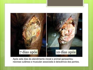 Após sete dias do atendimento inicial o animal apresentou
necrose cutânea e muscular associada à deiscência dos pontos.
 