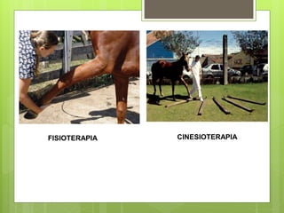 FISIOTERAPIA CINESIOTERAPIA
 