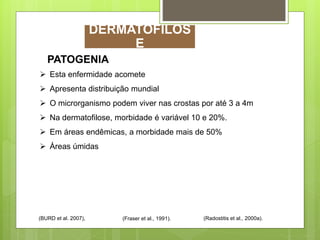  Esta enfermidade acomete
 Apresenta distribuição mundial
 O microrganismo podem viver nas crostas por até 3 a 4m
 Na dermatofilose, morbidade é variável 10 e 20%.
 Em áreas endêmicas, a morbidade mais de 50%
 Áreas úmidas
(Radostitis et al., 2000a).(Fraser et al., 1991).(BURD et al. 2007),
PATOGENIA
DERMATOFILOS
E
 
