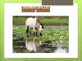 DERMATOFILOS
E
 
