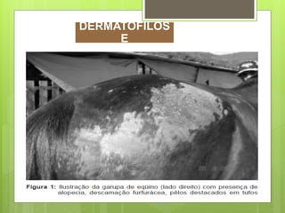 DERMATOFILOS
E
 