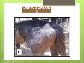 DERMATOFILOS
E
 