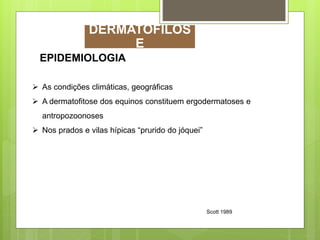 EPIDEMIOLOGIA
 As condições climáticas, geográficas
 A dermatofitose dos equinos constituem ergodermatoses e
antropozoonoses
 Nos prados e vilas hípicas “prurido do jóquei”
Scott 1989
DERMATOFILOS
E
 