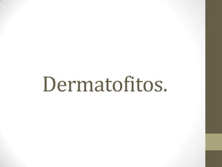 Dermatofitos.
 