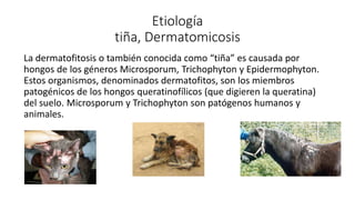 Etiología
tiña, Dermatomicosis
La dermatofitosis o también conocida como “tiña” es causada por
hongos de los géneros Microsporum, Trichophyton y Epidermophyton.
Estos organismos, denominados dermatofitos, son los miembros
patogénicos de los hongos queratinofílicos (que digieren la queratina)
del suelo. Microsporum y Trichophyton son patógenos humanos y
animales.
 