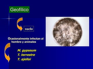 Ocasionalmente infectan al
hombre y animales
M. gypseum
T. terrestre
T. ajelloi
Geofílico
suelo
 