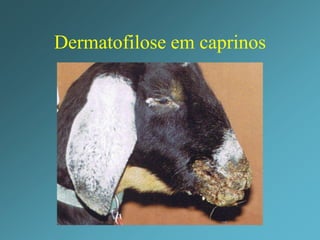 Agente etiológico: Dermatophilus      congolensis