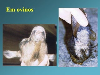 Fatores predisponentes