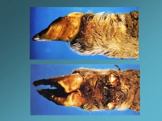 DistribuiçãoComprometimento da integridade da epiderme : invasão do tegumento pela D. congolensis