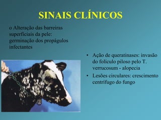 Dermatofilose: crostas generalizadas em bovinos