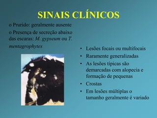 Dermatofilose em caprinos