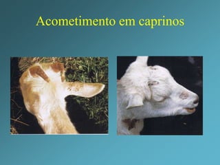 Dermatofilose em caprinos