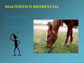 Agente etiológico: Fungos dermatófitos queratinofílicos:gêneros Microsporum e Trichophyton 