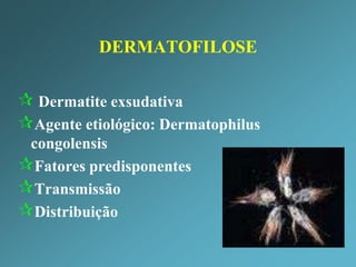 O que é a dermatofilose: agente etiológico, epidemiologia, sinais clínicos 