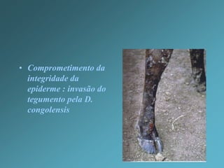  O que é a dermatofitose: agente etiológico, epidemiologia, sinais clínicos