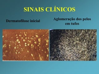 Histologia da pele normal / dermatohistopatologia – cultura- esfregaços