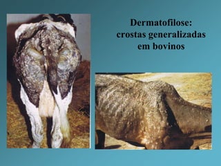 Zoonose: acometimento em humanos